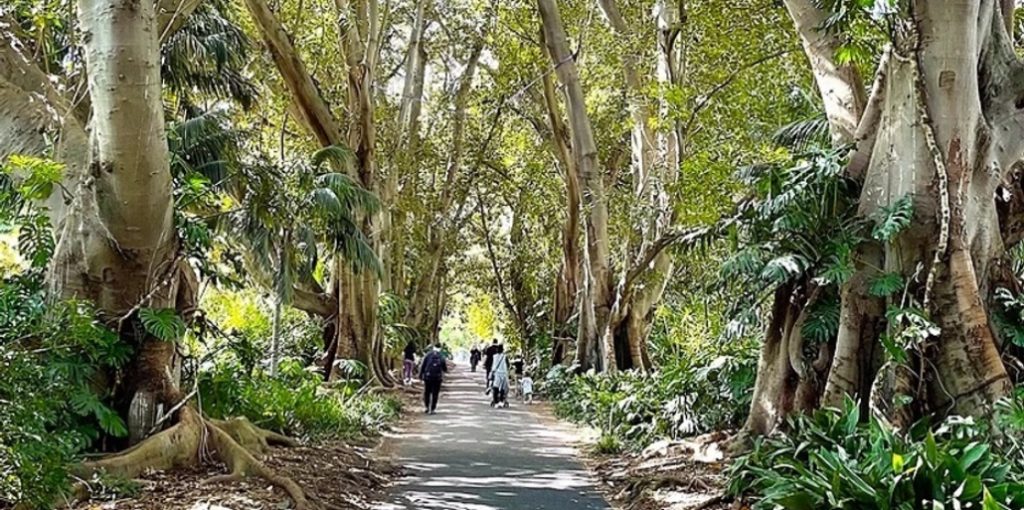 Adelaide Botanic Gardens Image