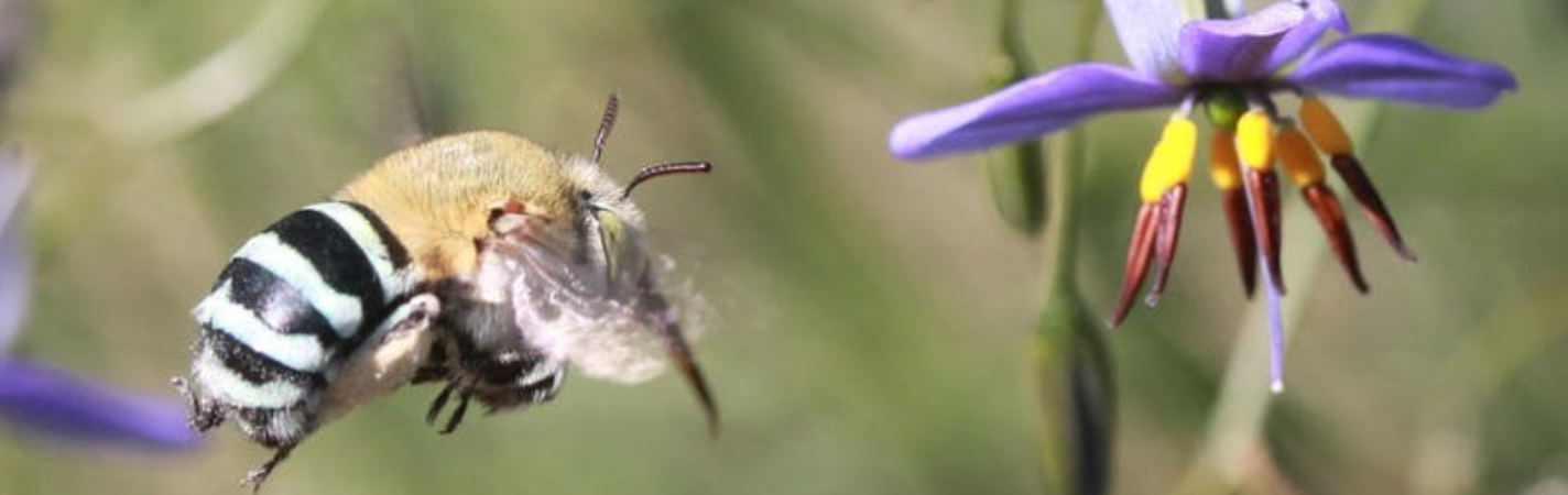 Information on Native Bees