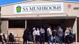 SA Mushrooms 2020 Event Photo