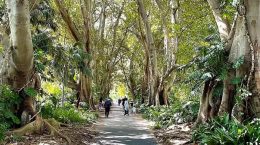 Adelaide Botanic Gardens Image